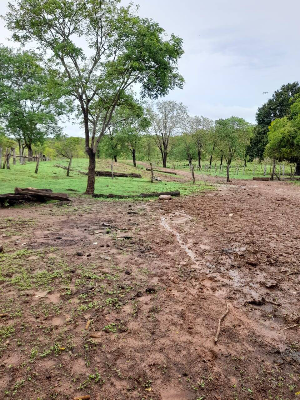 Fazenda Venda Em Balsas Ma Hectares Dupla Aptid O