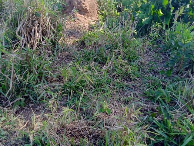 #2293 - Fazenda para Venda em Conceição do Araguaia - PA - 2