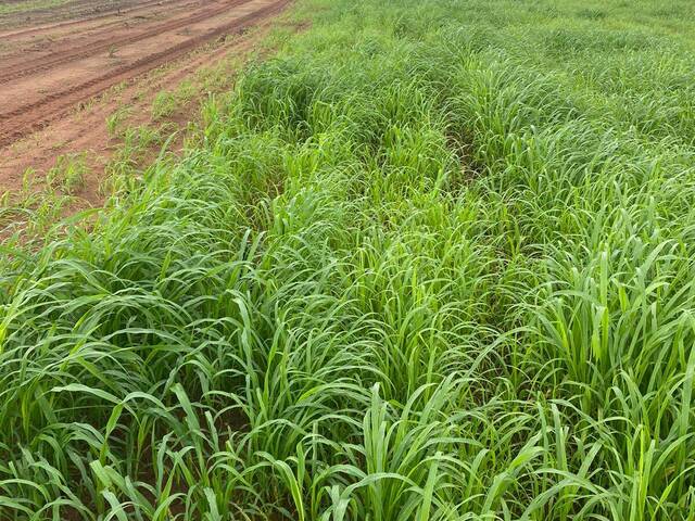 #2410 - Fazenda para Venda em Piraquê - TO - 3