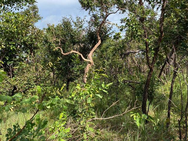 #2411 - Fazenda para Venda em São Francisco do Maranhão - MA - 3