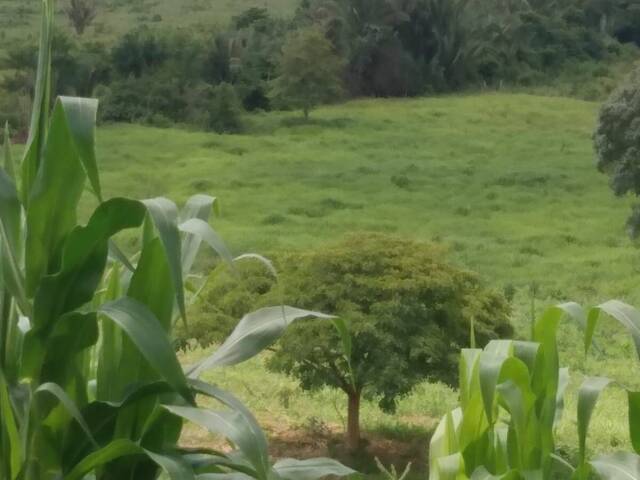 #2535 - Fazenda para Venda em São Domingos do Araguaia - PA - 3