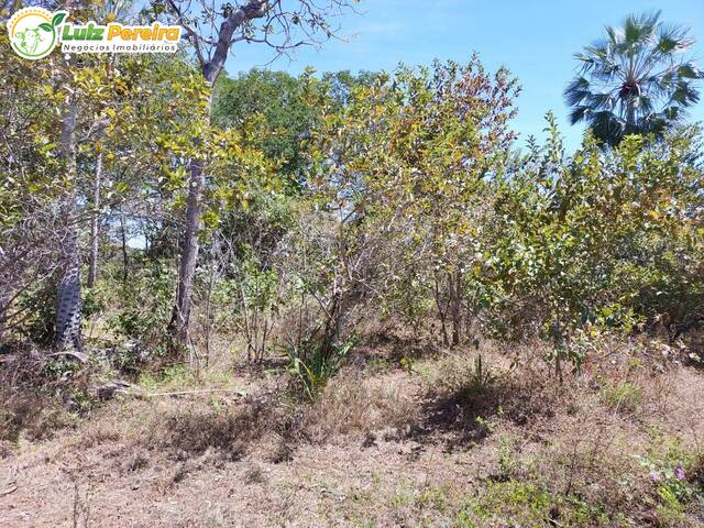 #2587 - Fazenda para Venda em Floriano - PI - 3