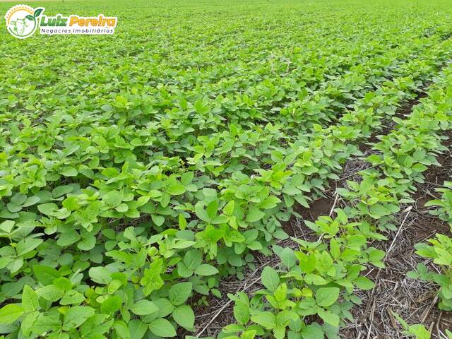 #2674 - Fazenda para Venda em Bom Jesus - PI - 3