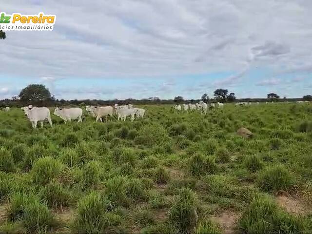 Venda em Zona Rural - São Valério da Natividade