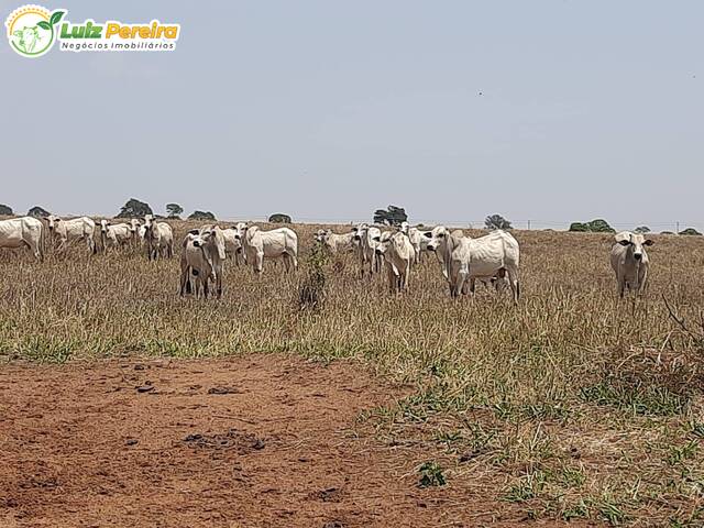 #2949 - Fazenda para Venda em Santa Vitória - MG - 1