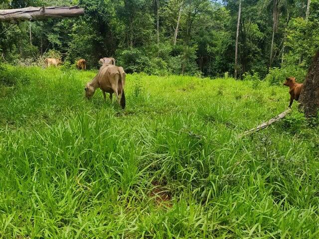 #2953 - Fazenda para Venda em Sidrolândia - MS - 3