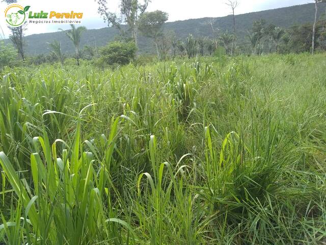 #2958 - Fazenda para Venda em Apuí - AM - 2