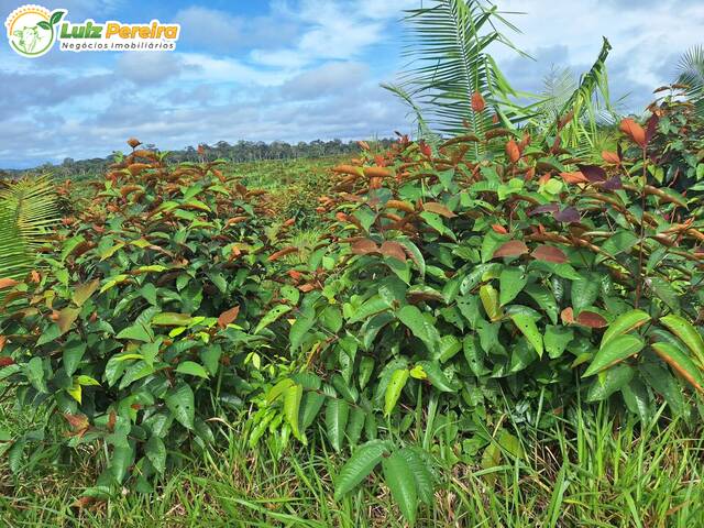 #2958 - Fazenda para Venda em Apuí - AM - 3