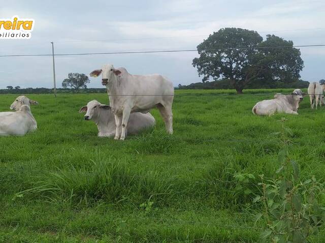 #2960 - Fazenda para Venda em Abreulândia - TO - 3