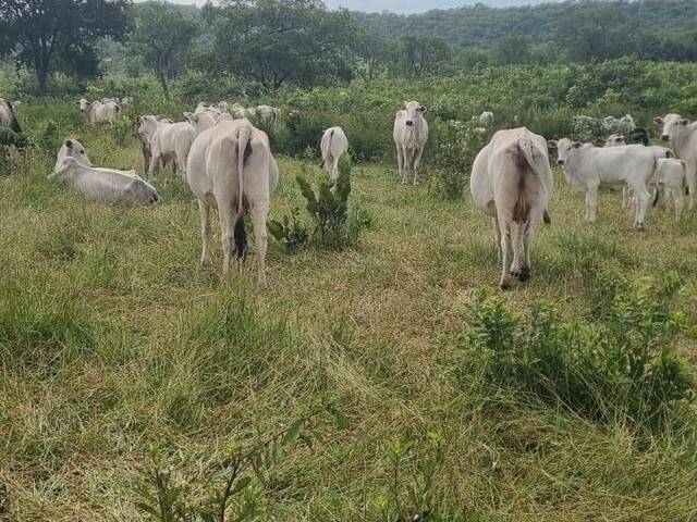 #2964 - Fazenda para Venda em Coxim - MS - 2