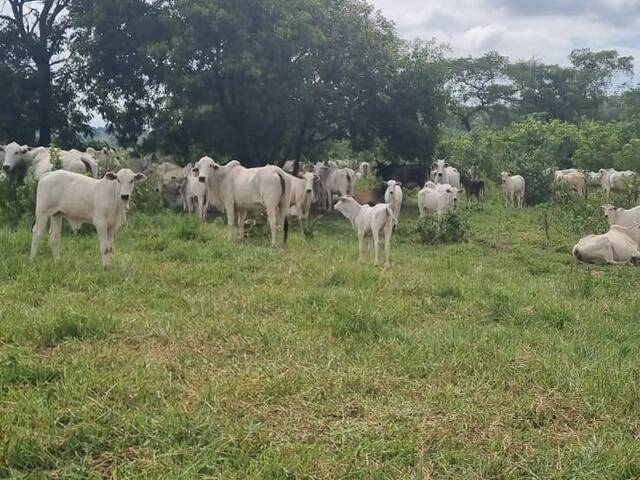 #2964 - Fazenda para Venda em Coxim - MS - 3