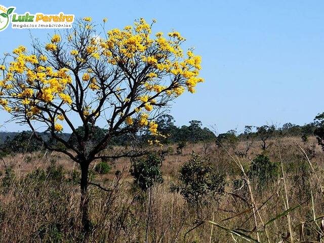 #2976 - Fazenda para Venda em Novo Acordo - TO - 2