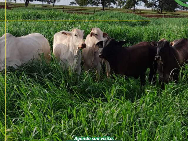 #3003 - Fazenda para Venda em Campina Verde - MG - 2