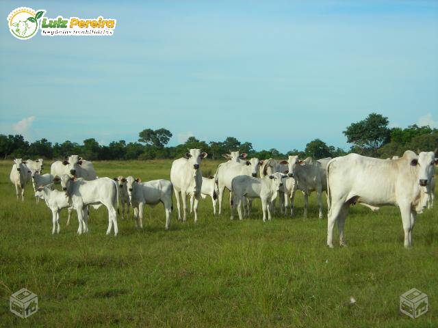 #2970 - Fazenda para Venda em Cuiabá - MT - 3