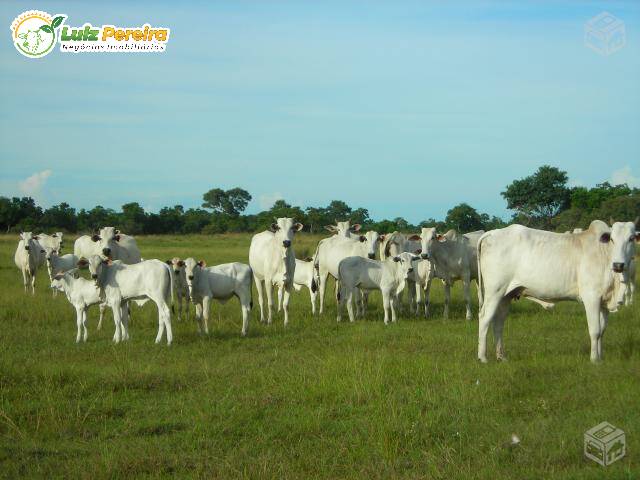 #2970 - Fazenda para Venda em Cuiabá - MT - 2