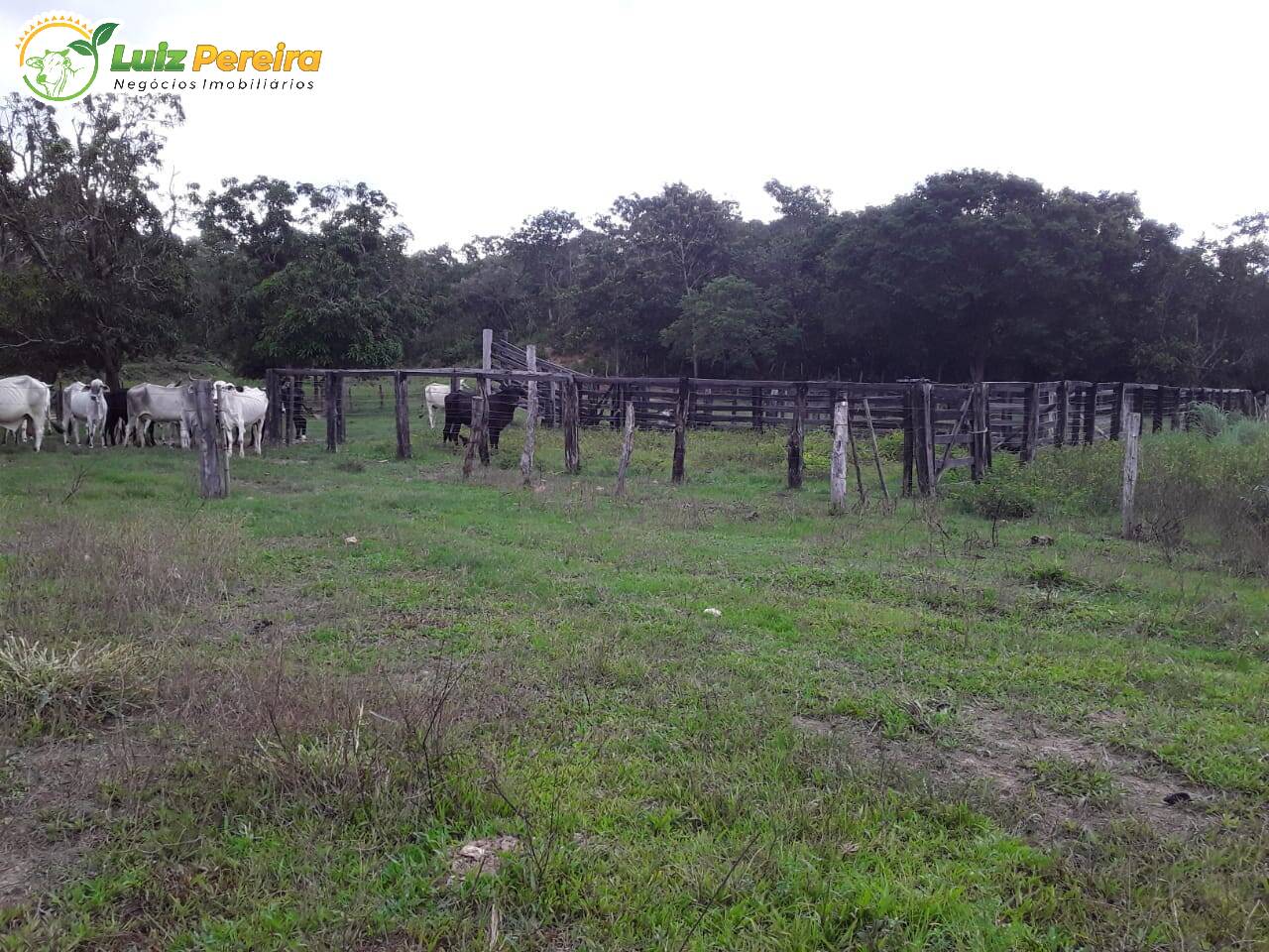 Fazenda-Sítio-Chácara, 1132 hectares - Foto 2