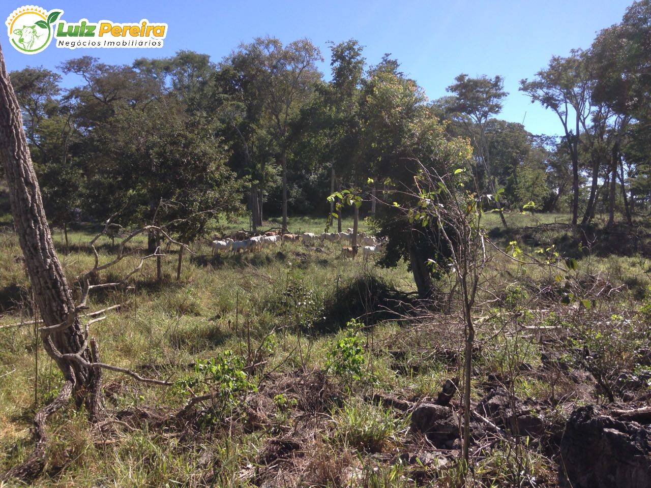 Fazenda à venda, 30000000m² - Foto 10