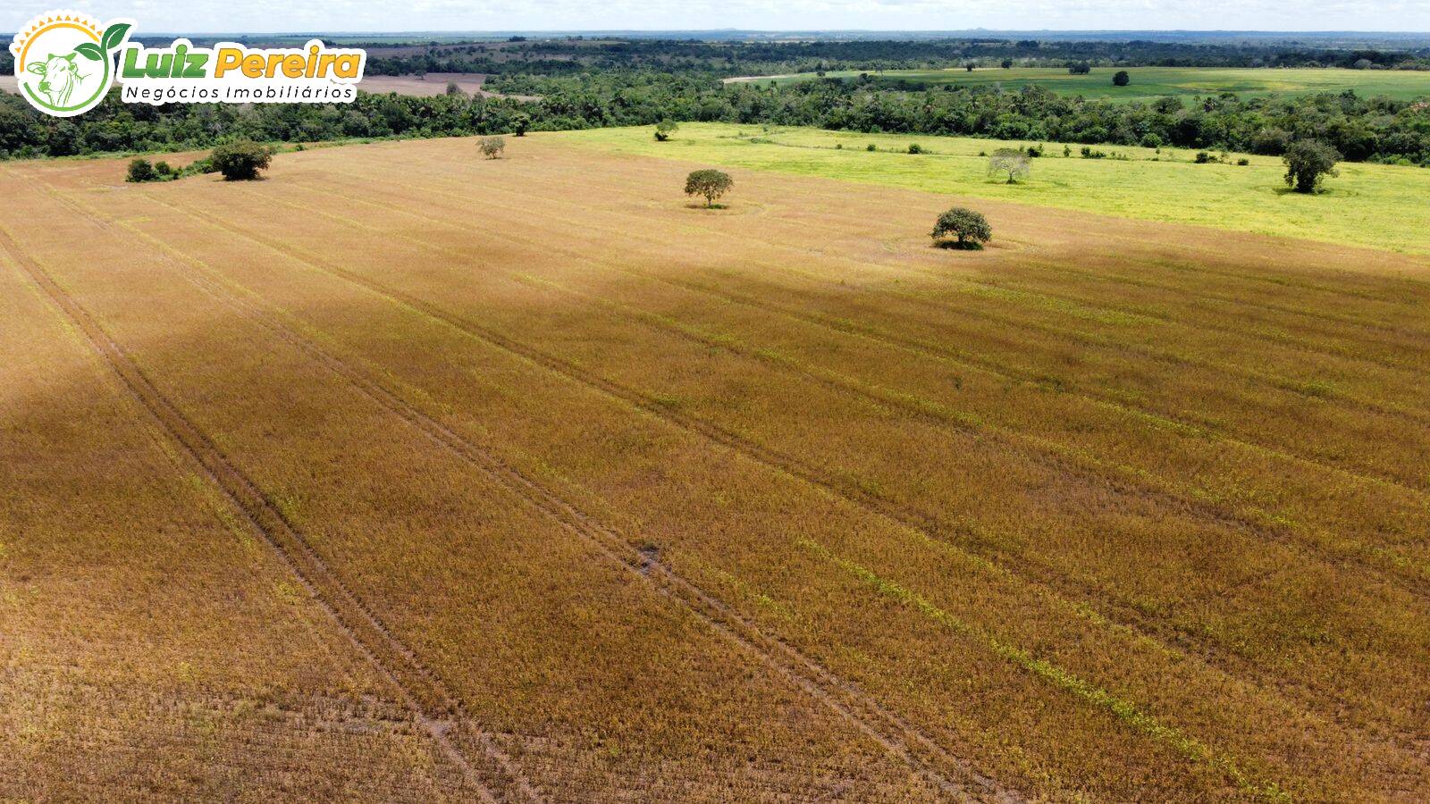Fazenda-Sítio-Chácara, 427 hectares - Foto 4