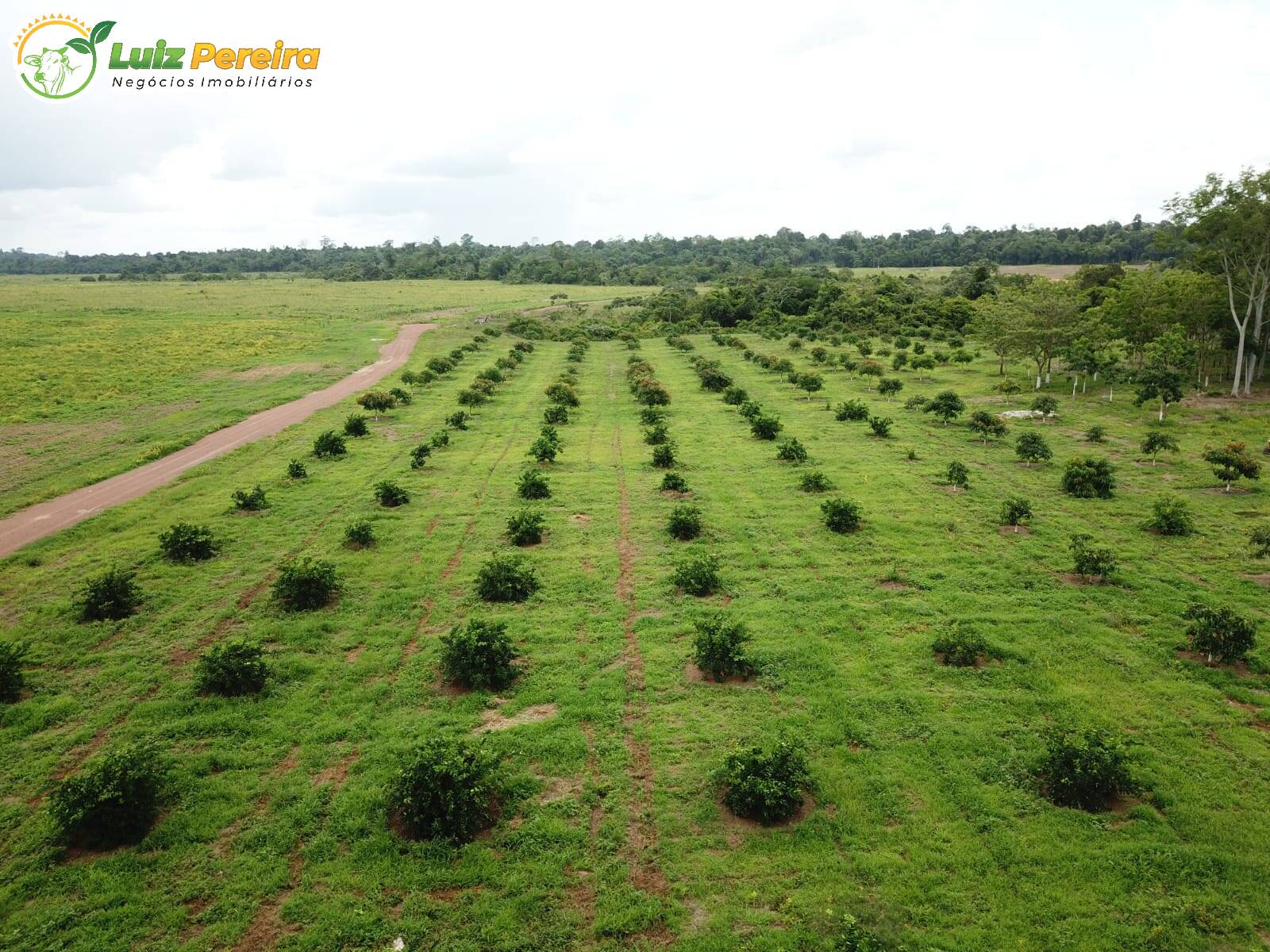 Fazenda à venda, 80800000m² - Foto 14