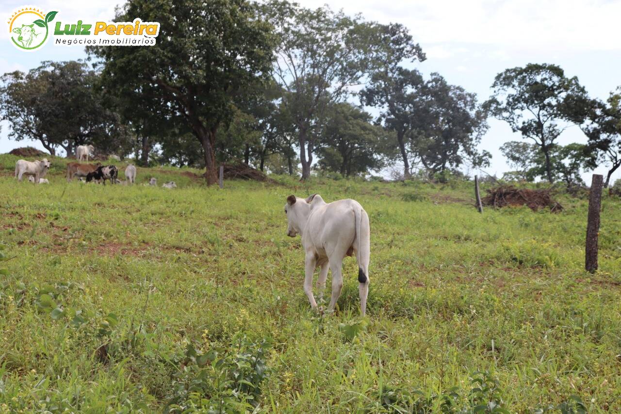 Fazenda à venda, 401720000m² - Foto 1