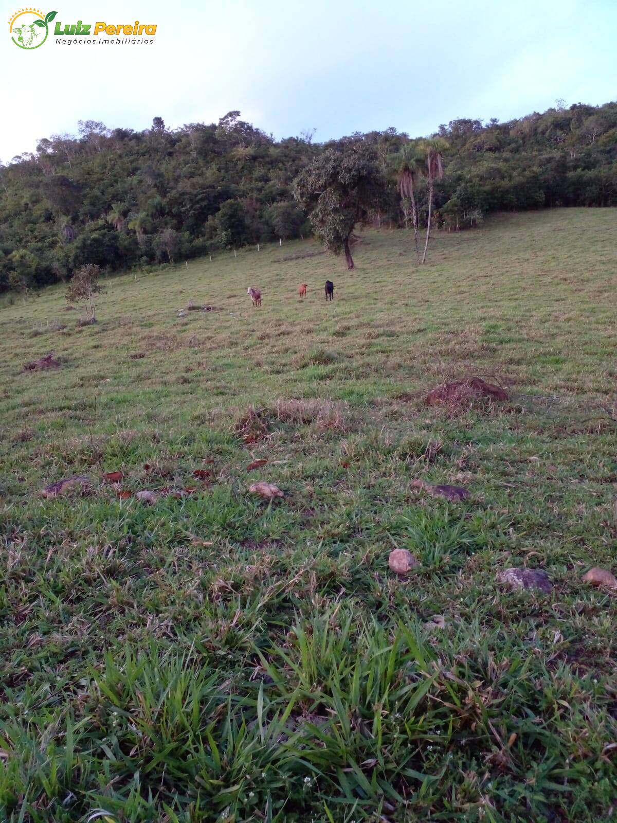 Fazenda à venda, 1720000m² - Foto 12