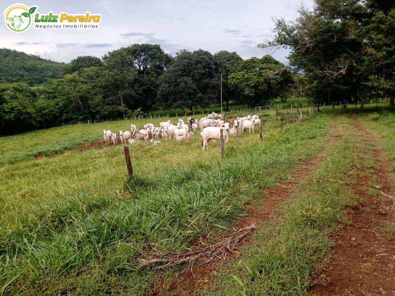 Fazenda à venda, 1960000m² - Foto 2