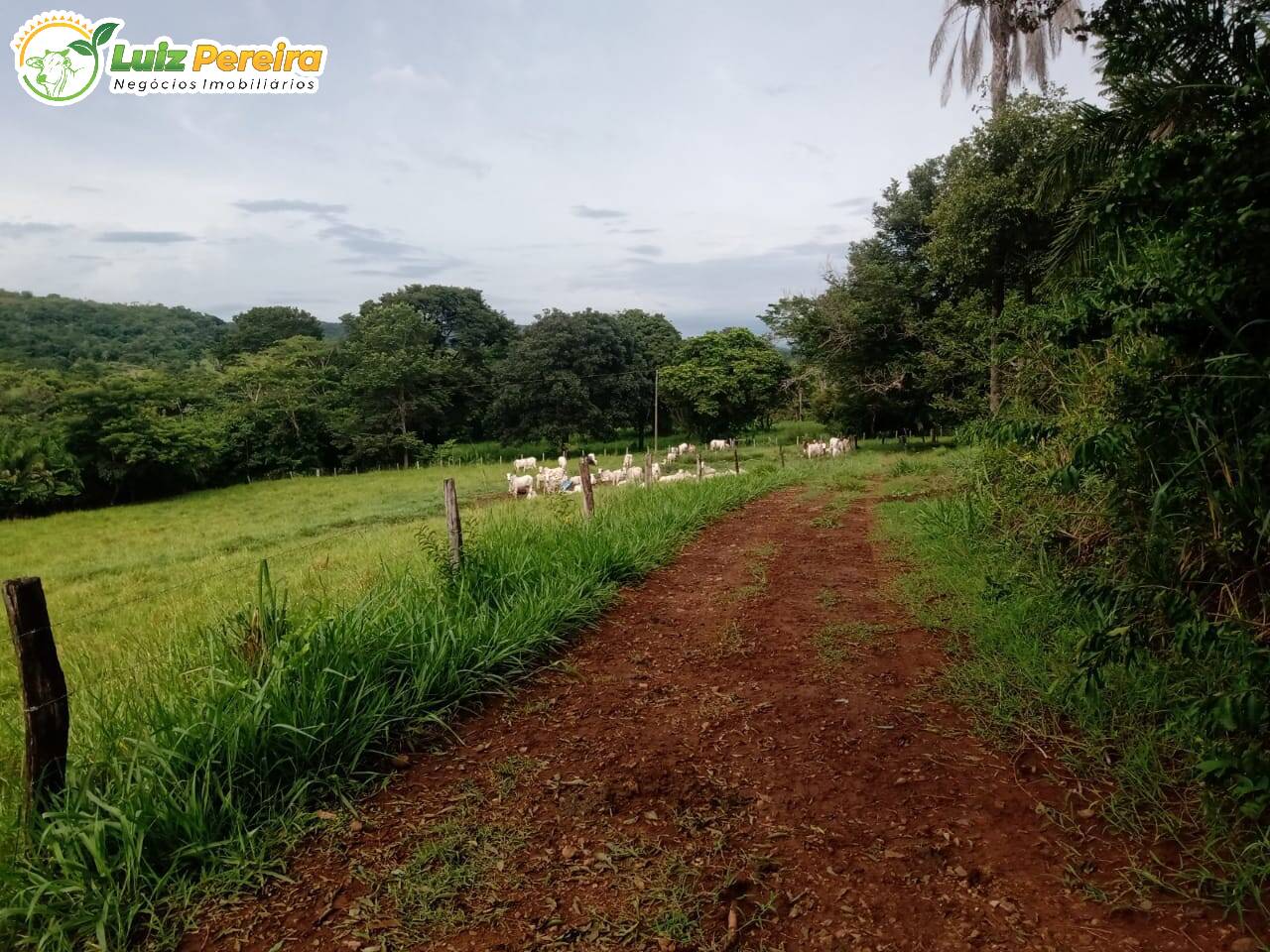 Fazenda à venda, 1960000m² - Foto 3