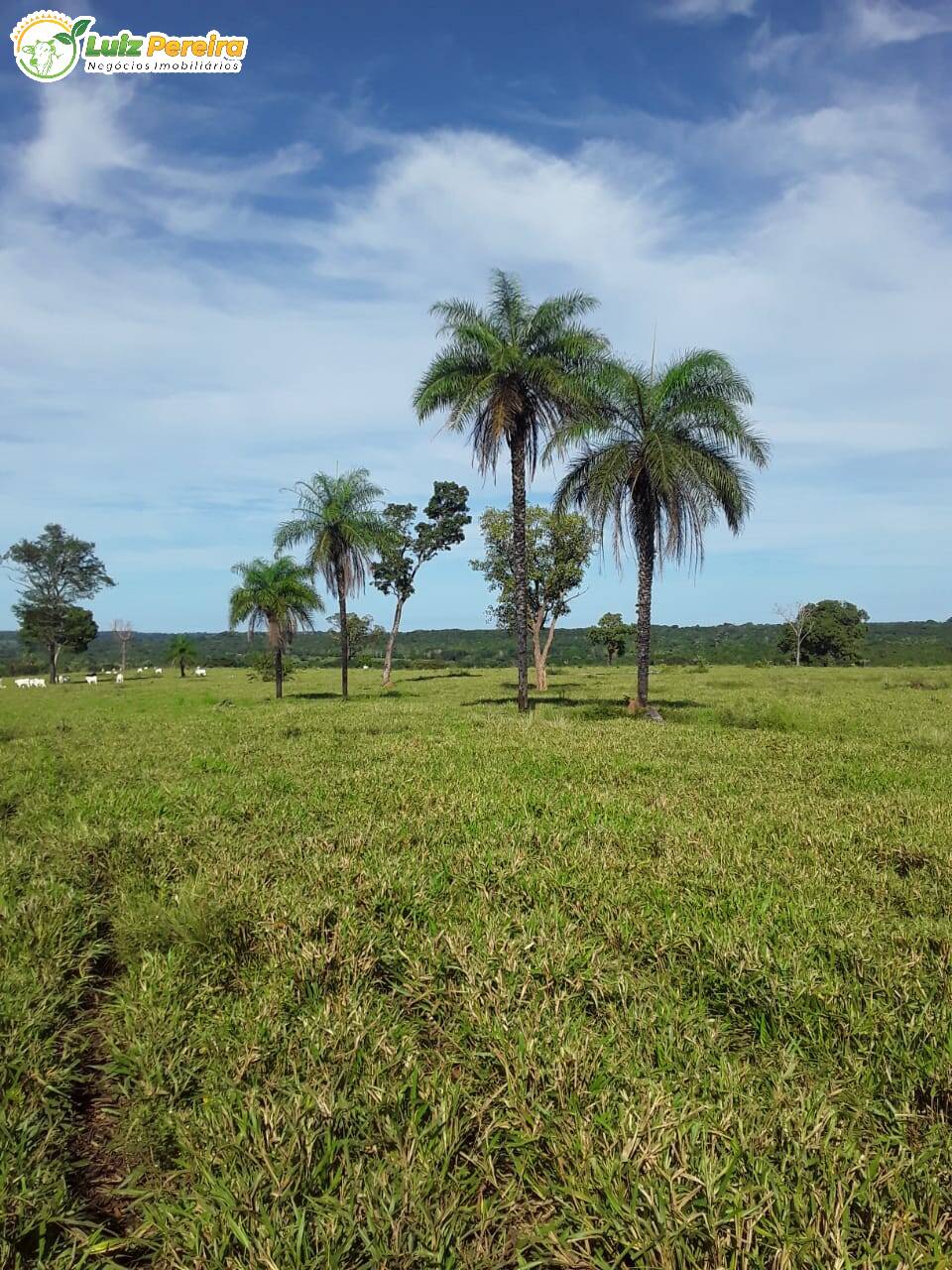 Fazenda à venda, 7598800m² - Foto 7