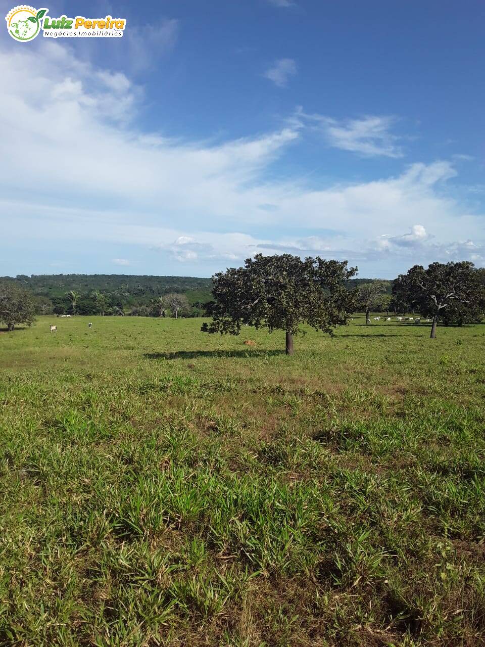 Fazenda-Sítio-Chácara, 760 hectares - Foto 2