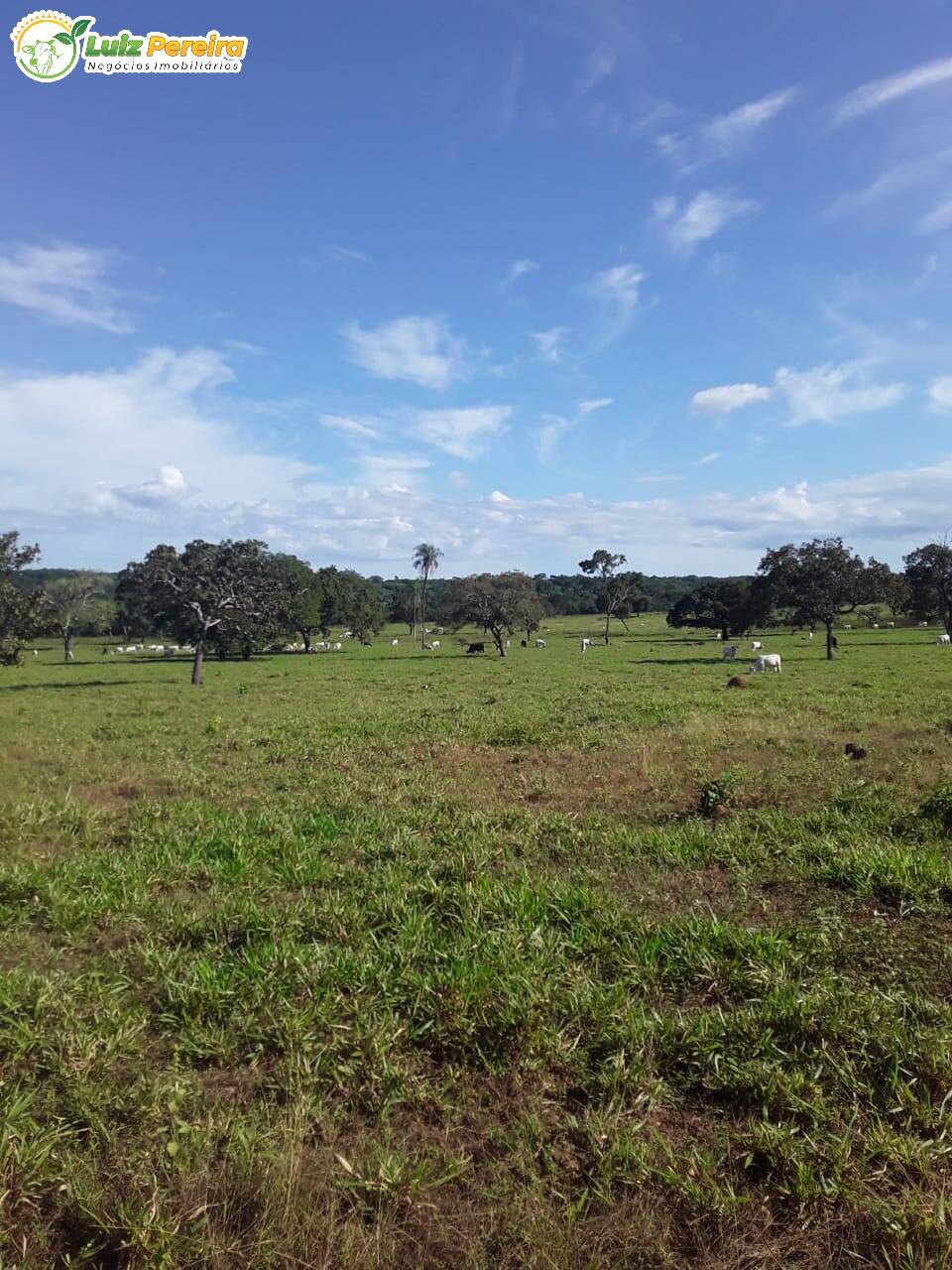 Fazenda-Sítio-Chácara, 760 hectares - Foto 3