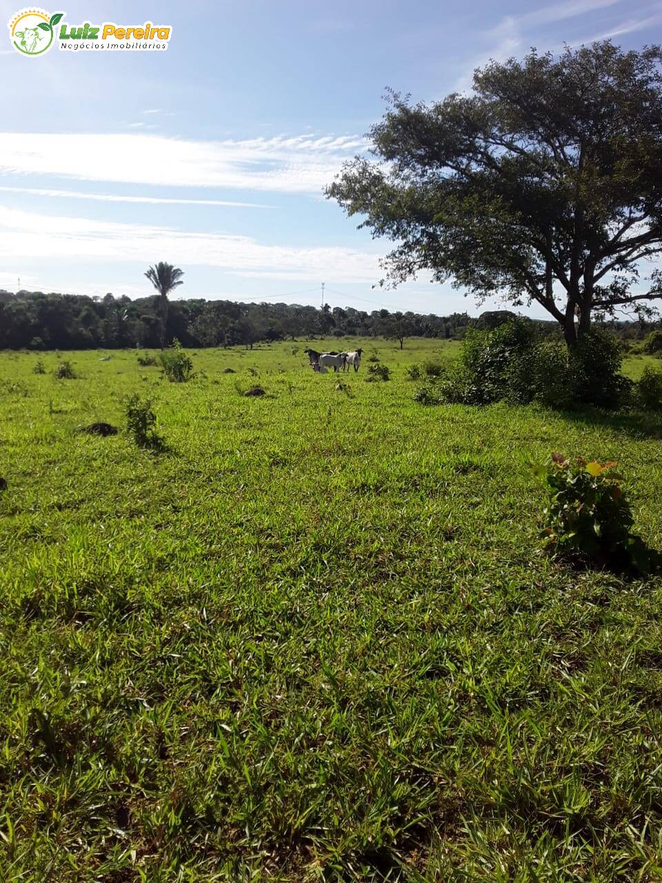 Fazenda à venda, 7598800m² - Foto 10