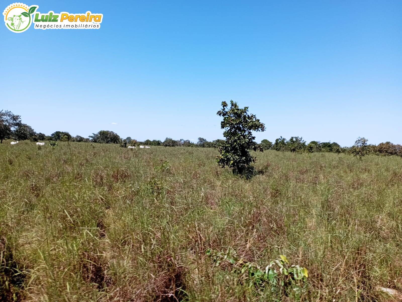 Fazenda à venda, 15970000m² - Foto 11