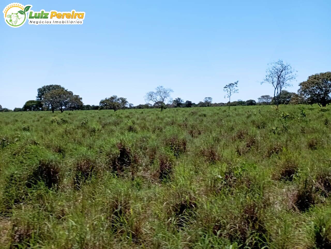 Fazenda à venda, 15970000m² - Foto 15