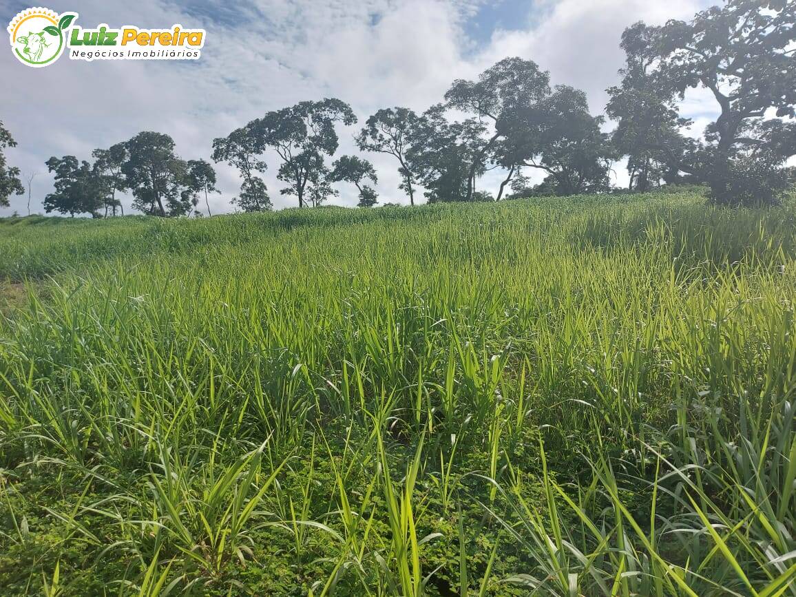 Fazenda à venda, 2470000m² - Foto 5