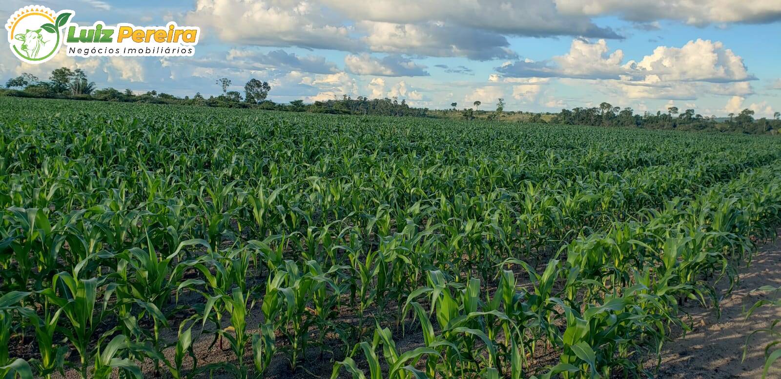 Terreno à venda, 13770000m² - Foto 2