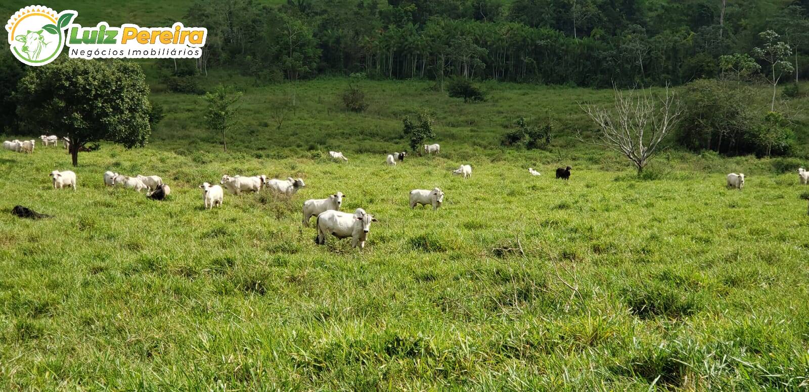 Terreno à venda, 13770000m² - Foto 1