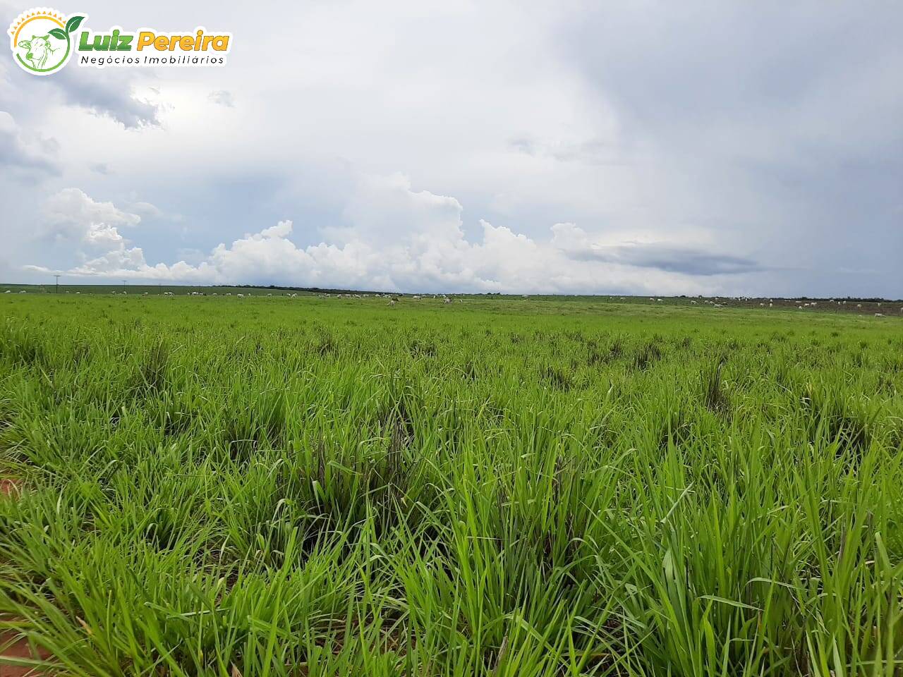 Fazenda à venda, 37950000m² - Foto 10