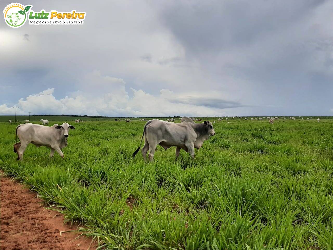 Fazenda à venda, 37950000m² - Foto 12