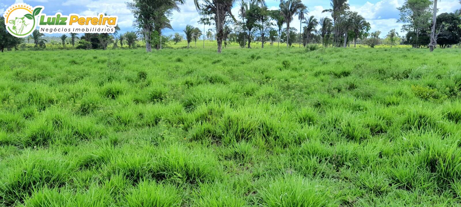 Fazenda à venda, 24200000m² - Foto 4