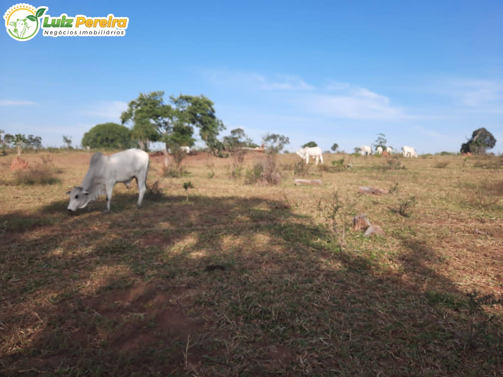 Fazenda à venda, 8400000m² - Foto 13