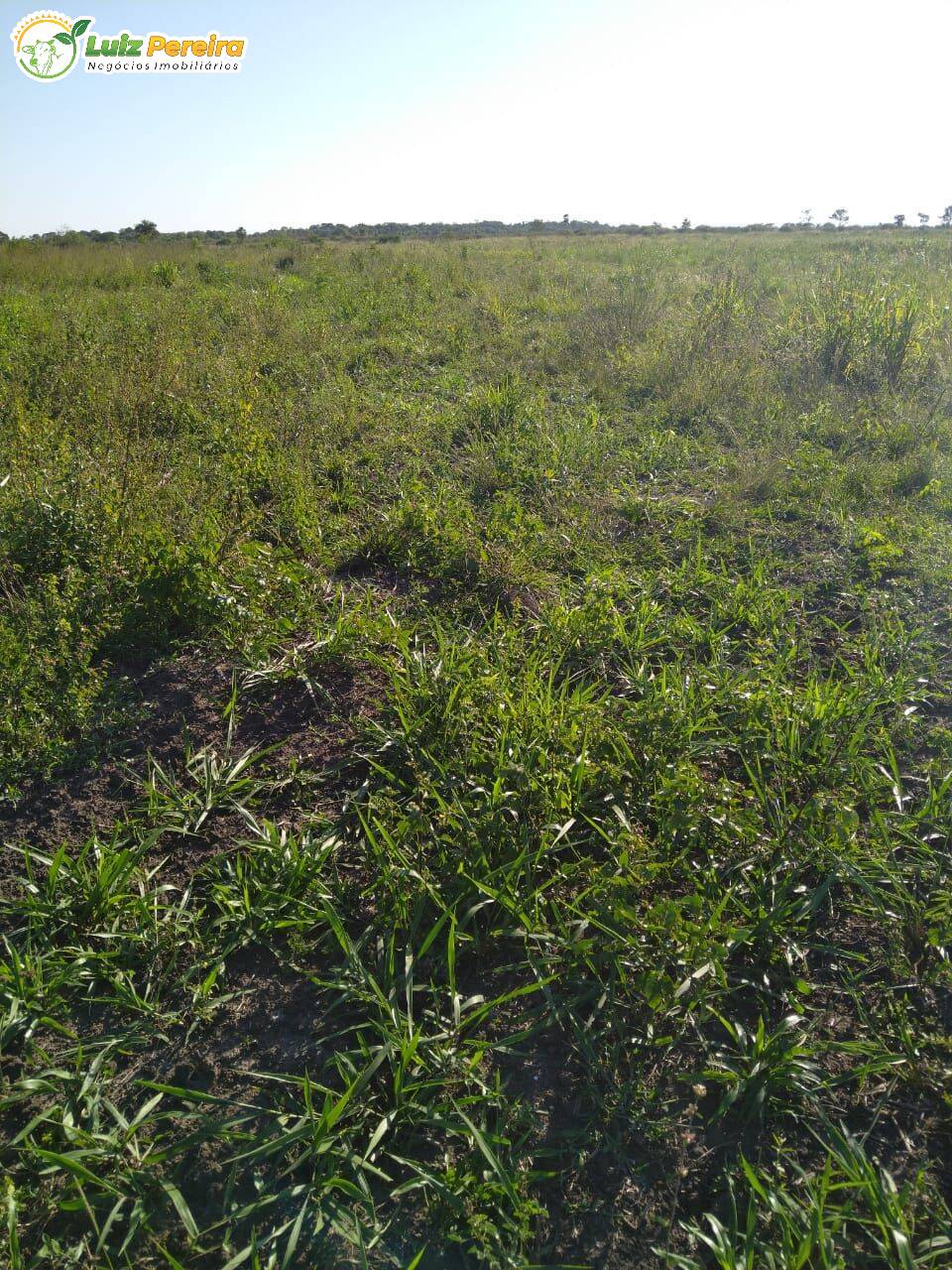 Fazenda à venda, 20500000m² - Foto 6