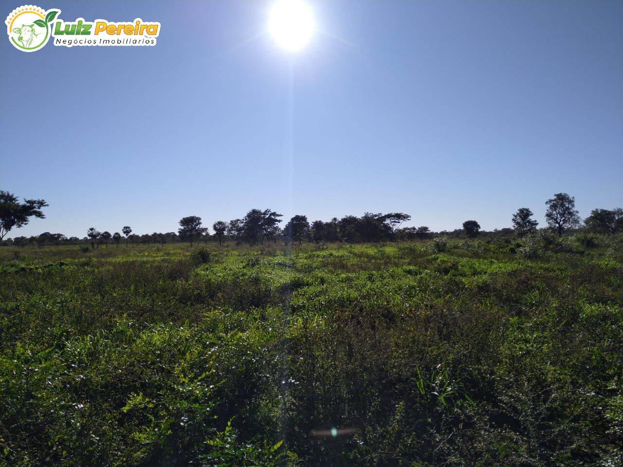 Fazenda-Sítio-Chácara, 2050 hectares - Foto 1