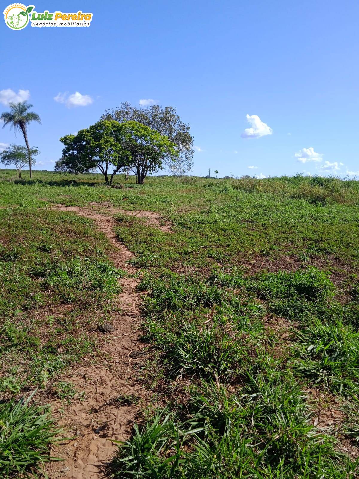 Fazenda à venda, 48550000m² - Foto 6