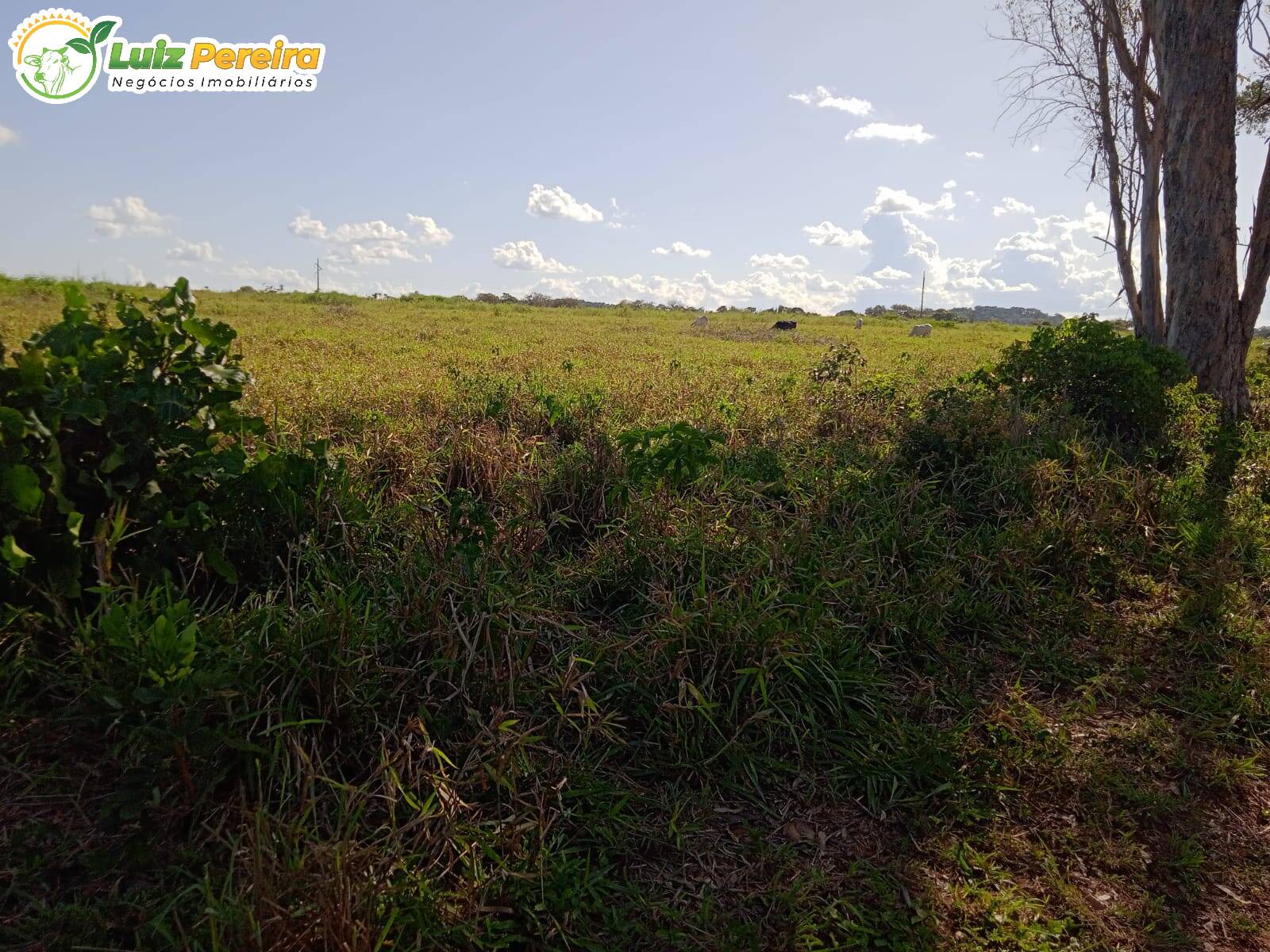 Fazenda à venda, 48550000m² - Foto 7