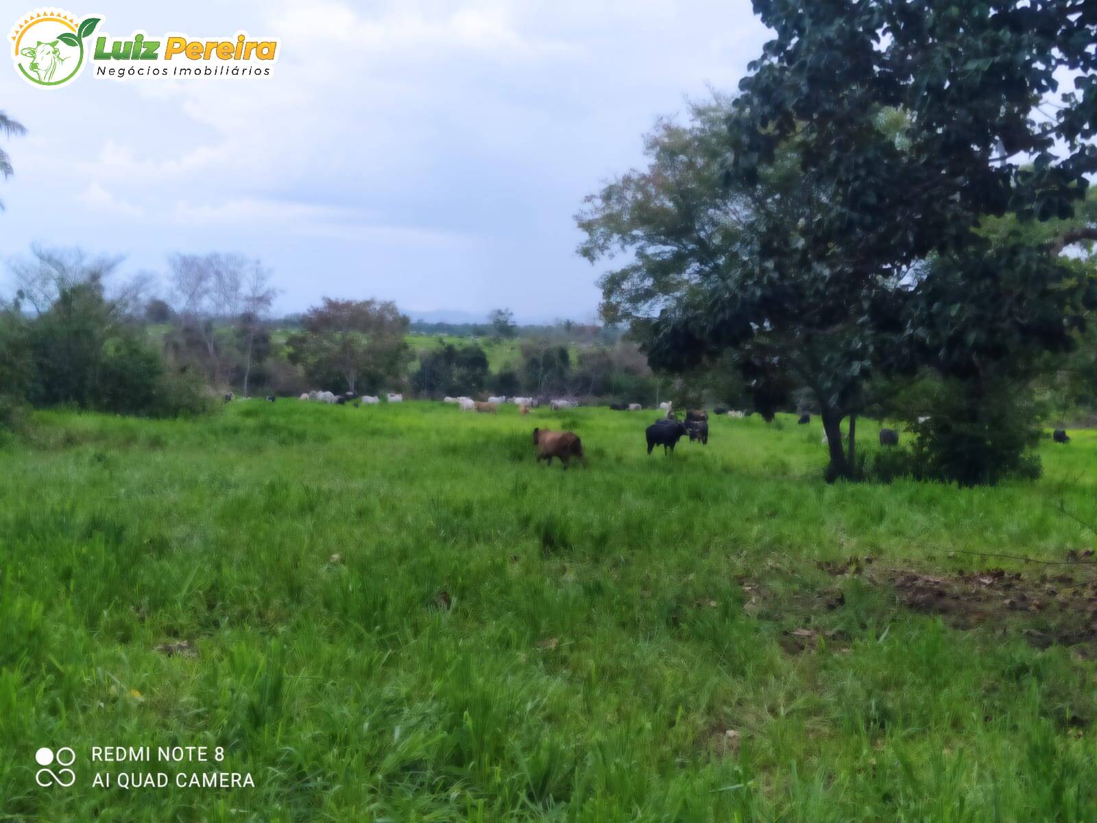 Fazenda-Sítio-Chácara, 8228 hectares - Foto 2