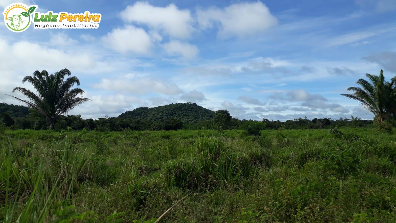 Fazenda-Sítio-Chácara, 8228 hectares - Foto 4