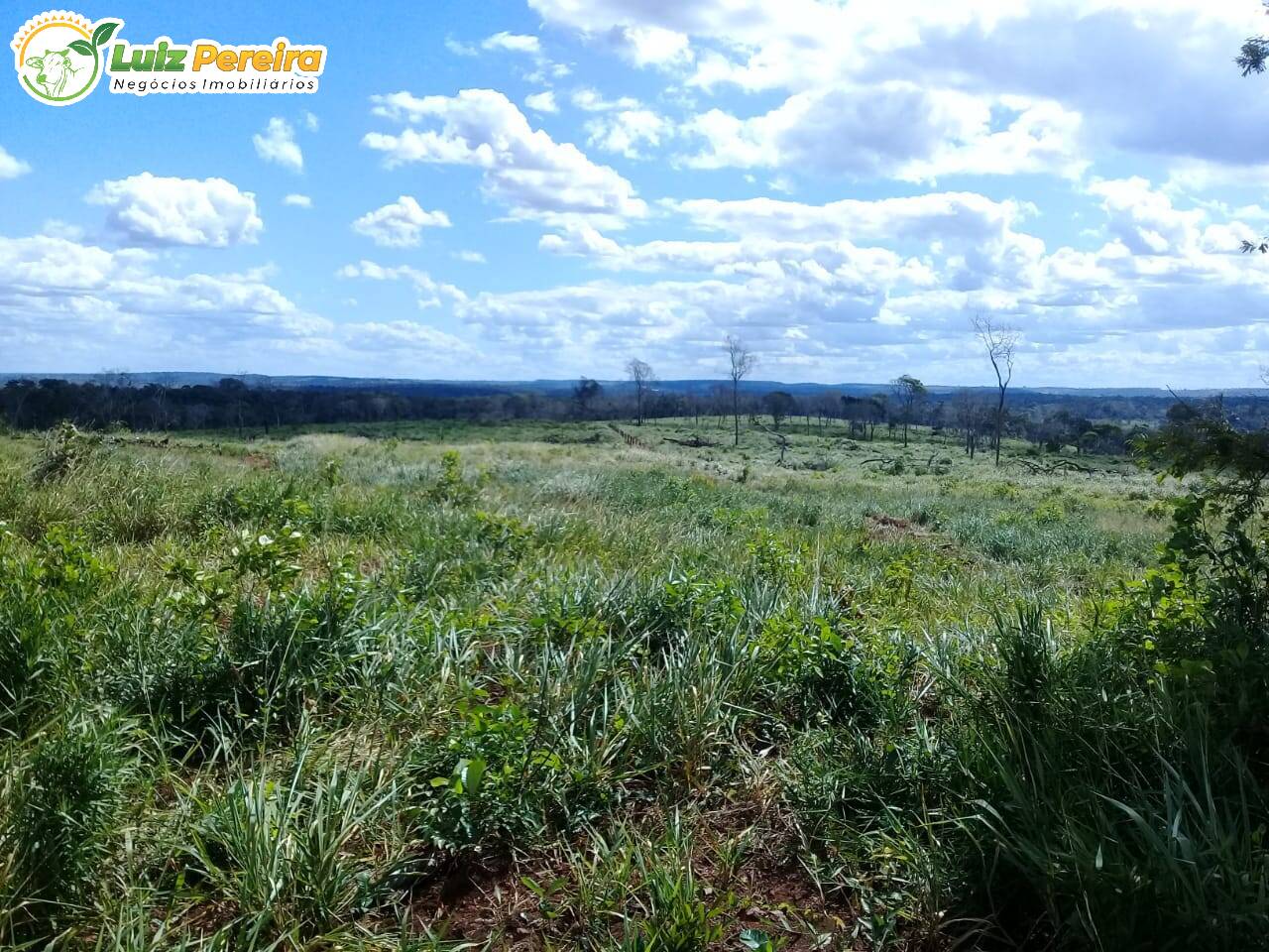 Fazenda-Sítio-Chácara, 1500 hectares - Foto 2
