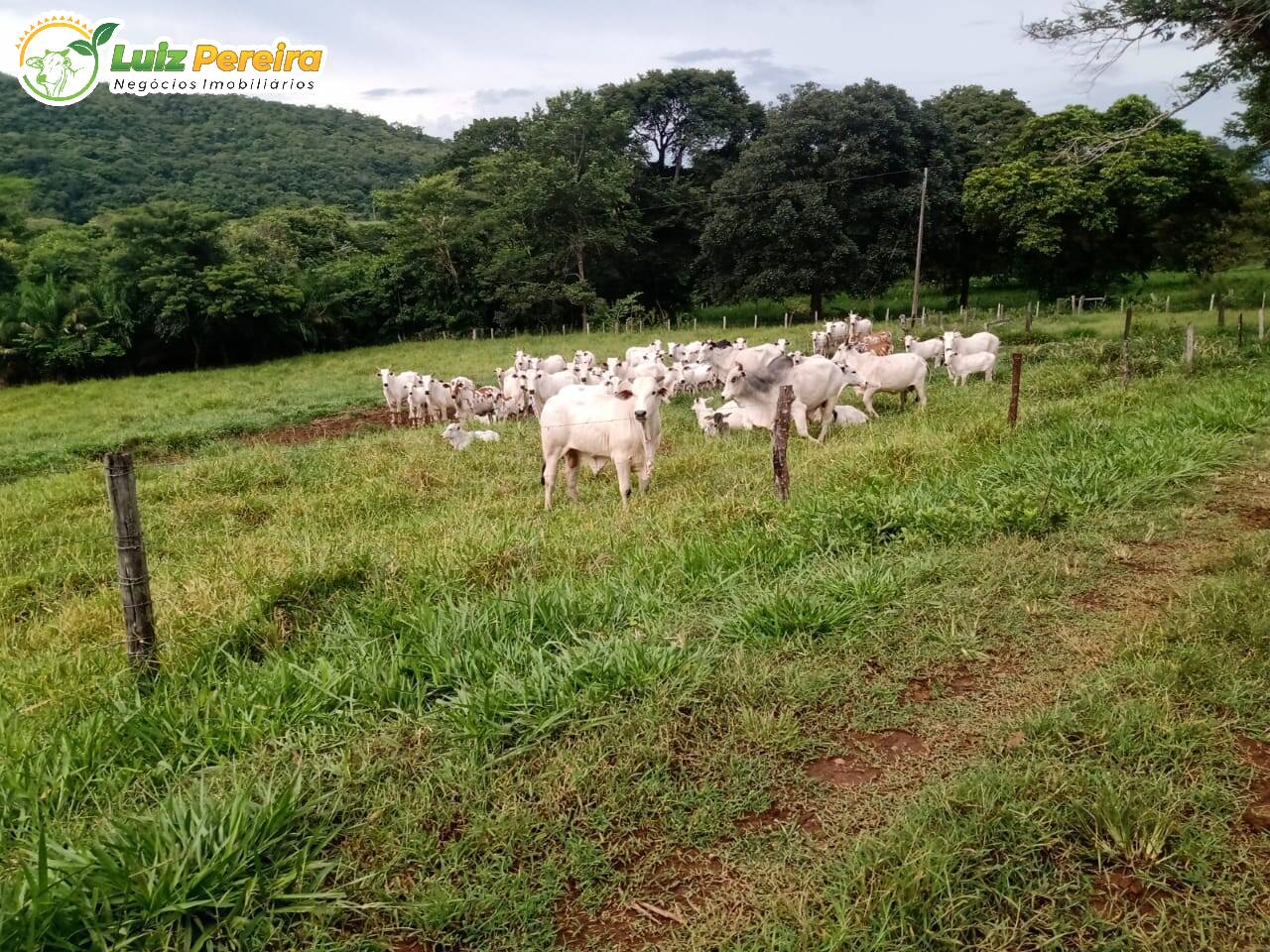 Fazenda-Sítio-Chácara, 1385 hectares - Foto 1