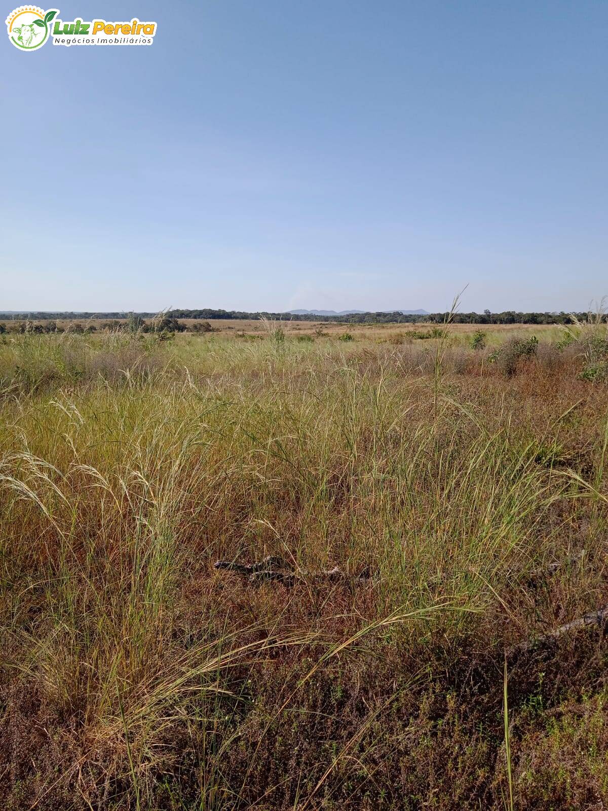 Fazenda à venda, 38720000m² - Foto 10