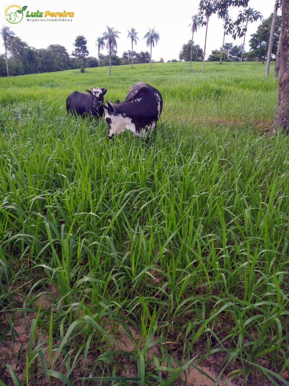 Fazenda à venda, 4710000m² - Foto 2